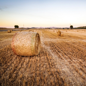 agriculture
